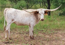 Blanca Syrup