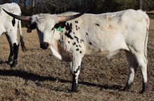 Milkshake 19 STEER