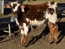 Kallos 18 Heifer