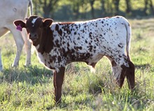 2017 Sweet Red Lady Bull Calf