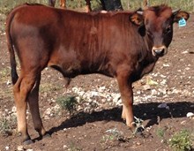 ALLENS PRECOCIOUS GAL 229 AND JACK POT BULL