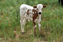 Bull calf 6/19