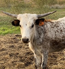 URBAN COWGIRL 2110