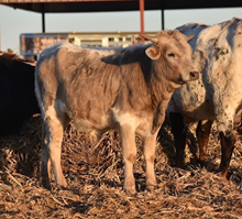 Bull Calf 11/19